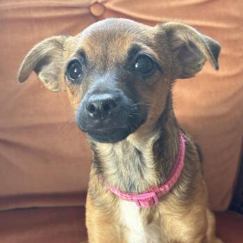 Chihuahua and Dachshund Dogs Available for Adoption - POSEY | PetCurious