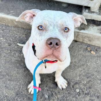 Daffodil -  Pit Bull Terrier Dog for Adoption in Oakland, California - Daffodil | PetCurious