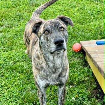 Ozzie -  Tennessee Treeing Brindle Dog for Adoption in Rushville, Illinois - Ozzie | PetCurious