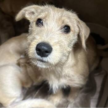 Mixed Breed Dogs Available for Adoption in Larkfield-wikiup, California - Ginger | PetCurious