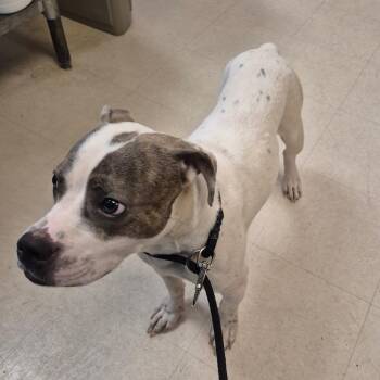 Mixed Breed Dogs Available for Adoption in Lake Panasoffkee, Florida - SCFL-Stray-66233 | PetCurious