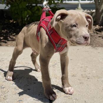 Bam Bam -  Pit Bull Terrier Dog for Adoption in East Hampton, New York - Bam Bam | PetCurious