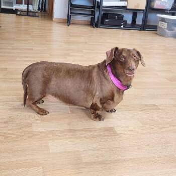Peanut -  Dachshund Dog for Adoption in St. Cloud, Minnesota - Peanut | PetCurious