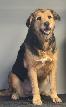 Winnie -  Airedale Terrier Dog for Adoption in Winchester, Indiana - Winnie | PetCurious