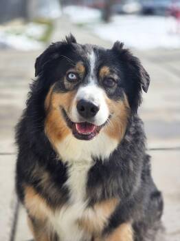 Australian Shepherd and Shepherd Dogs Available for Adoption - Liio | PetCurious