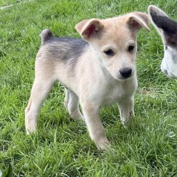 Roach -  Husky and Chihuahua Dog Available for Adoption in Stahlstown, Pennsylvania - Roach | PetCurious