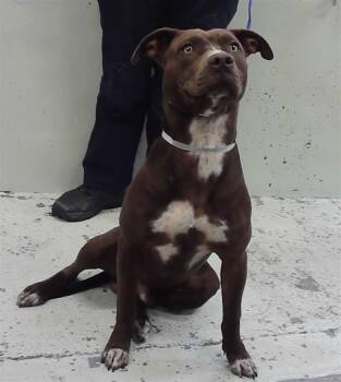 Staffordshire Bull Terrier and Mixed Breed Dogs Available for Adoption - A2066521 | PetCurious