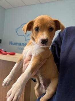 Carlie -  Mixed Breed Dog for Adoption in Munster, Indiana - Carlie | PetCurious