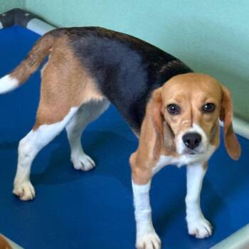 Bean 1277/8768 -  Beagle Dog for Adoption in Loxahatchee Groves, Florida - Bean 1277/8768 | PetCurious