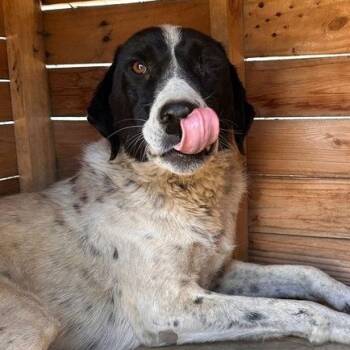Mr. Gentleman Breccan -  Pointer and Akbash Dog for Adoption in Ridgefield, Washington - Mr. Gentleman Breccan | PetCurious