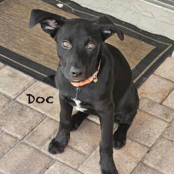 Labrador Retriever and Australian Cattle Dog Blue Heeler Dogs Available for Adoption in Palm Harbor, Florida - Doc | PetCurious