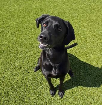Elsie -  Black Labrador Retriever and Mixed Breed Dog for Adoption in Frankfort, Kentucky - Elsie | PetCurious