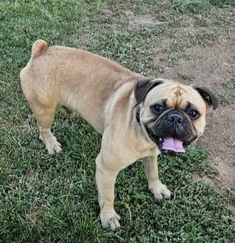 Rescue Pug Dogs for Adoption in Moreno Valley, California - Buddy | PetCurious