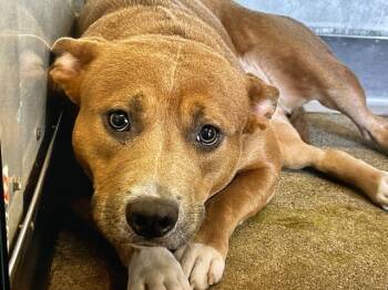 Rescue Pit Bull Terrier Dogs for Adoption in San Bernardino, California - GLORIA | PetCurious