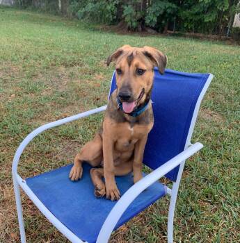 Rescue German Shepherd Dog and Coonhound Dogs for Adoption in Houston, Texas - Minnie | PetCurious