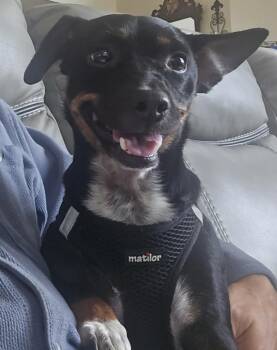 Rescue Dachshund and Chihuahua Dogs for Adoption in Vallejo, California - Ella | PetCurious