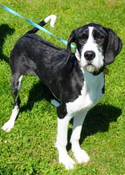 Great Dane and Standard Poodle Dogs Available for Adoption in Bowling Green, Kentucky - Stella | PetCurious