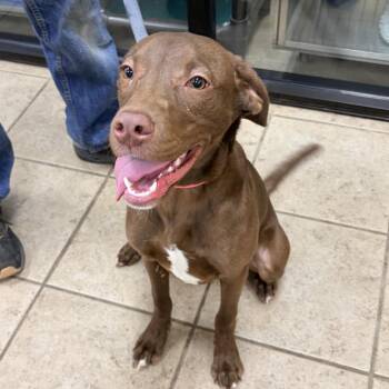 Angel -  Chocolate Labrador Retriever Dog for Adoption in Palestine, Texas - Angel | PetCurious