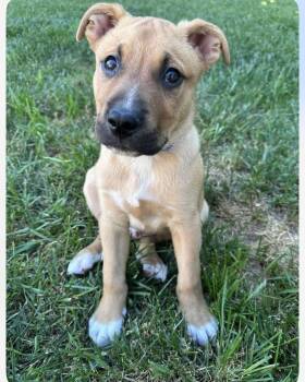 Boxer Dogs Available for Adoption in Kannapolis, North Carolina - Pickles | PetCurious