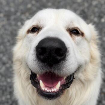 Clyde -  Great Pyrenees Dog for Adoption in Thomasville, North Carolina - Clyde | PetCurious