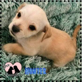 Labrador Retriever Dogs Available for Adoption in Gilbert, Arizona - Hunter | PetCurious