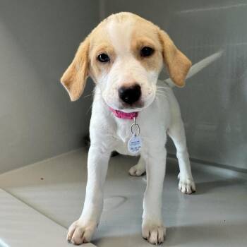 Britney -  Australian Shepherd and Mixed Breed Dog for Adoption in Saint Charles, Missouri - Britney | PetCurious
