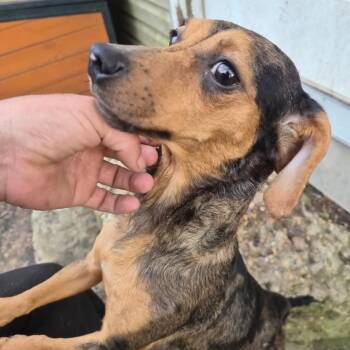 Dachshund Dogs Available for Adoption in Madison, Wisconsin - Dia/Diamond | PetCurious