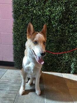 Mixed Breed Dogs Available for Adoption in El Paso, Texas - 60852870 | PetCurious