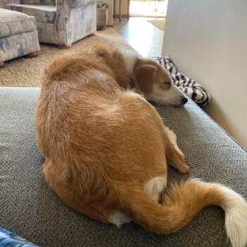 Terrier and Mixed Breed Dogs Available for Adoption in Fargo, North Dakota - Celeste--In Foster | PetCurious