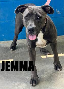 Rescue Pit Bull Terrier Dogs for Adoption in Snow Hill, North Carolina - Jemma | PetCurious