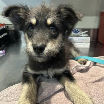 Terrier Dogs Available for Adoption in Chino Hills, California - Pepe -*Available 5/16*City Of Industry Location | PetCurious