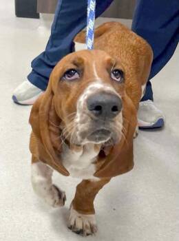 ZIGGY -  Basset Hound Dog for Adoption in Hamilton, New Jersey - ZIGGY | PetCurious