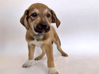 Terrier Dogs Available for Adoption in Brentwood, Missouri - ADAM | PetCurious