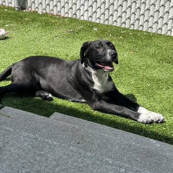 Mixed Breed and None Dogs Available for Adoption in Bedford, New Hampshire - Rowan | PetCurious