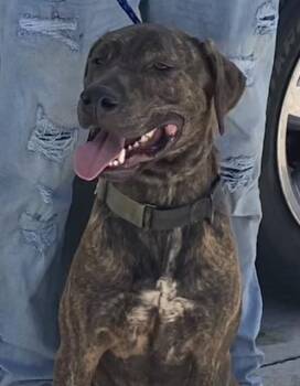 Rescue Labrador Retriever and Mixed Breed Dogs for Adoption in Fort Lauderdale, Florida - TIGA | PetCurious