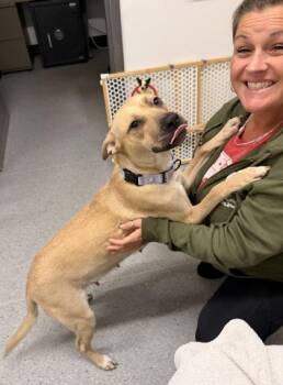Ariel -  Pit Bull Terrier Dog for Adoption in Cleveland, Ohio - Ariel | PetCurious