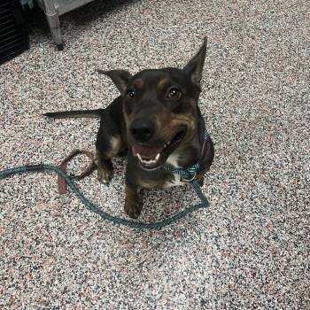 Katara -  Mixed Breed Dog for Adoption in Salt Lake City, Utah - Katara | PetCurious