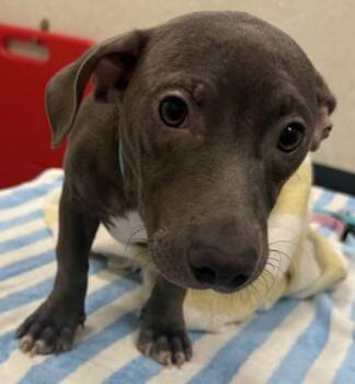 Lanai -  Pit Bull Terrier and Cardigan Welsh Corgi Dog for Adoption in Honolulu, Hawaii - Lanai | PetCurious