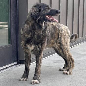 Skippy -  Mixed Breed Dog for Adoption in Hailey, Idaho - Skippy | PetCurious