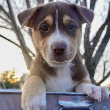 Siberian Husky Dogs Available for Adoption - Loki | PetCurious