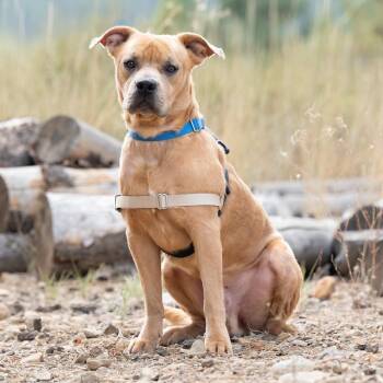 Charlie Brown -  Mixed Breed Dog for Adoption in Truckee, California - Charlie Brown | PetCurious