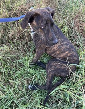 OMAR -  Plott Hound Dog for Adoption in Bell Gardens, California - OMAR | PetCurious