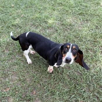 Sugarcane -  Basset Hound and Mixed Breed Dog for Adoption in Carencro, Louisiana - Sugarcane | PetCurious