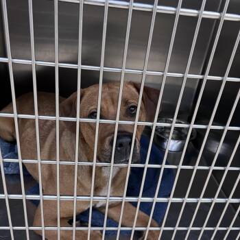 Mixed Breed Dogs Available for Adoption in Winston-salem, North Carolina - Brad Bitt | PetCurious