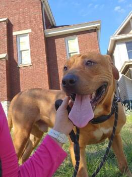 Fernando -  Mixed Breed Dog for Adoption in Cincinnati, Ohio - Fernando | PetCurious