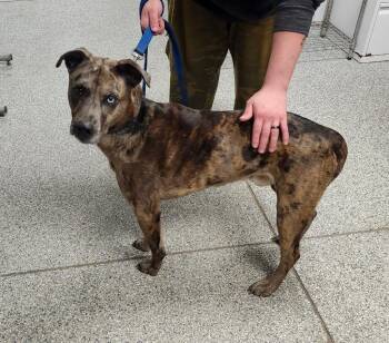 Mixed Breed Dogs Available for Adoption in Muskegon, Michigan - Eli | PetCurious