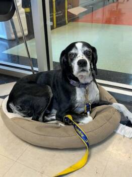 PRINCE -  Mixed Breed Dog for Adoption in Jacksonville, Florida - PRINCE | PetCurious