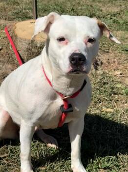 Cherry -  Pit Bull Terrier Dog for Adoption in Springfield, Illinois - Cherry | PetCurious
