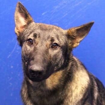26-00924 -  Shepherd Dog Available for Adoption in Fredericksburg, Virginia - 26-00924 | PetCurious
