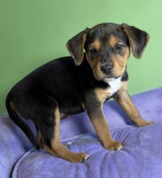 Hound and Mixed Breed Dogs Available for Adoption - Libby | PetCurious